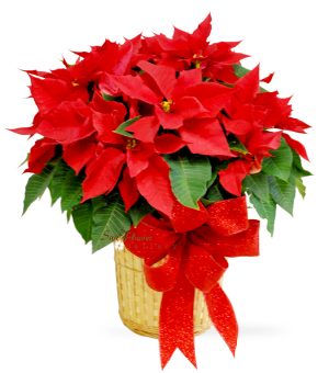 Large Poinsettia by Select Florists of Elmhurst, Il.