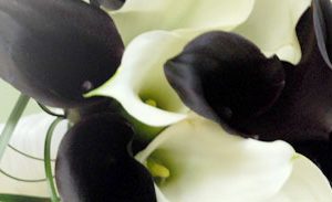 Deluxe Calla Lily Package