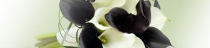 Deluxe Calla Lily Package