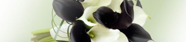 Deluxe Calla Lily Package