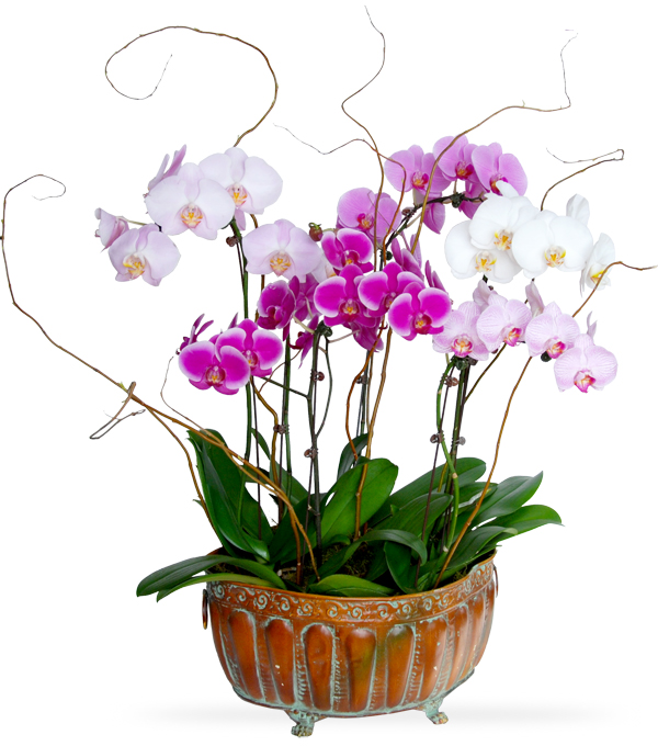 Phalaeonopsis Garden