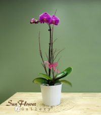 Phalaenopsis Orchid